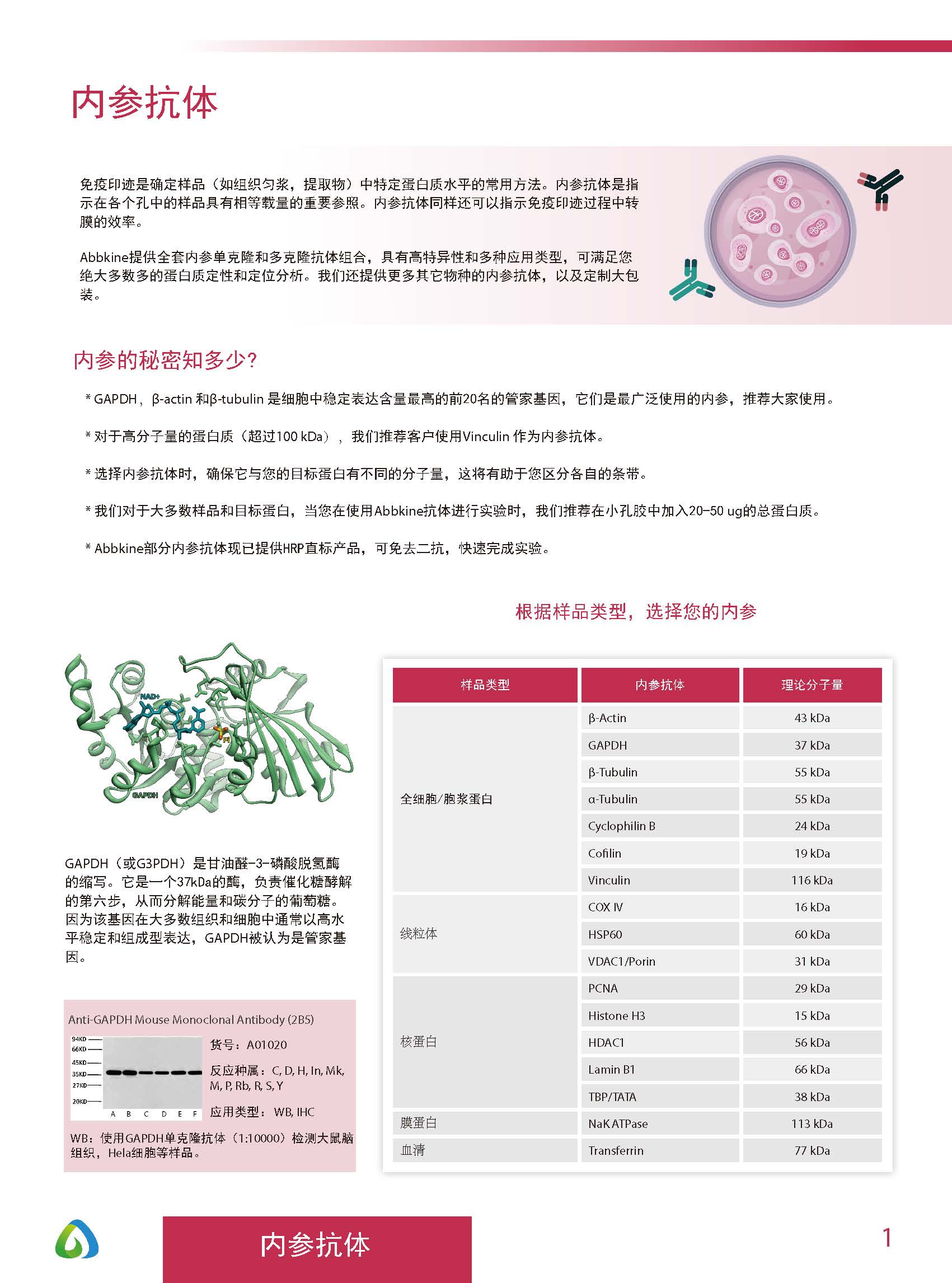 Abbkine“皇冠”抗體產(chǎn)品應(yīng)用手冊(cè)