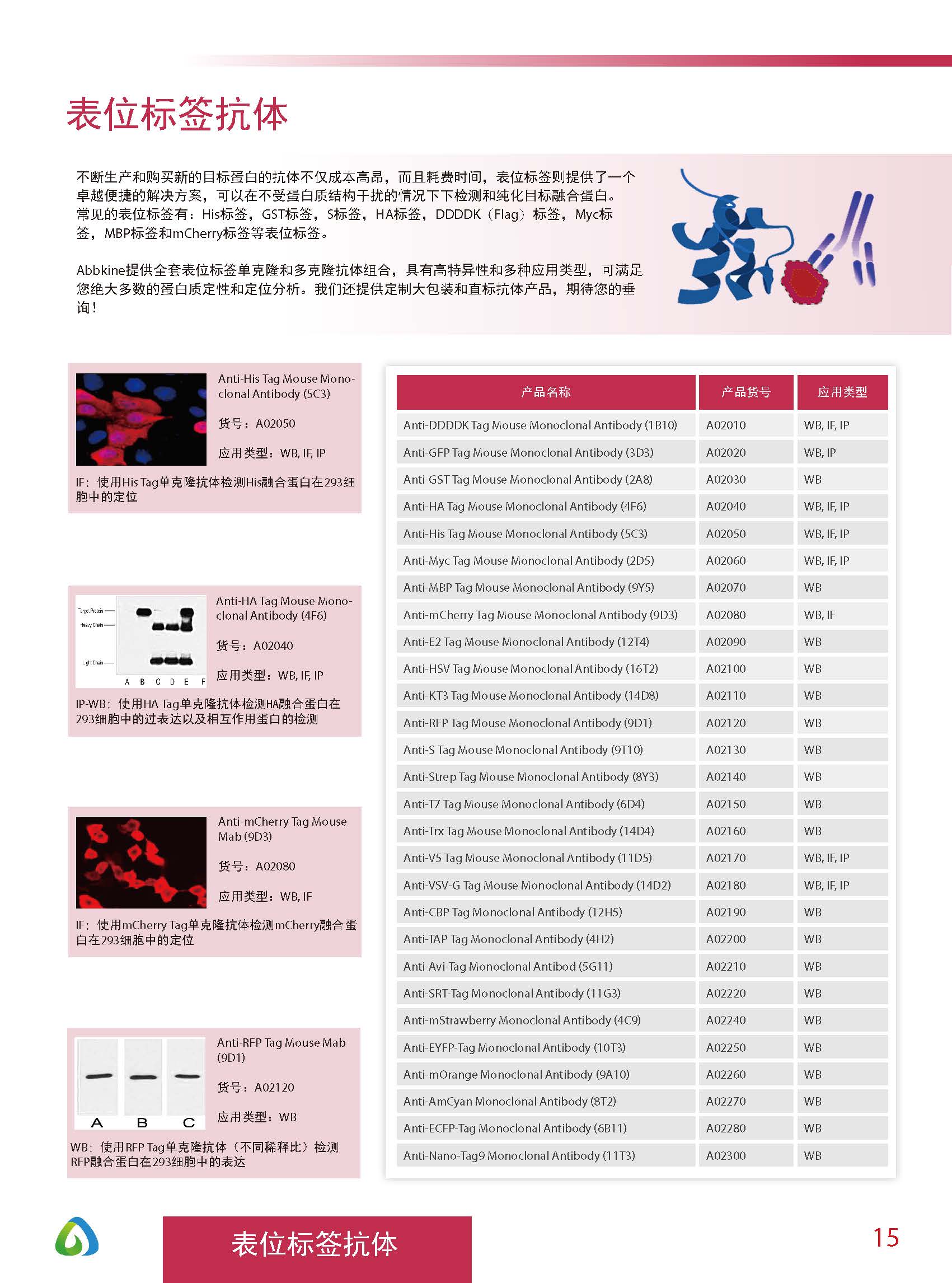 Abbkine“皇冠”抗體產(chǎn)品應(yīng)用手冊(cè)