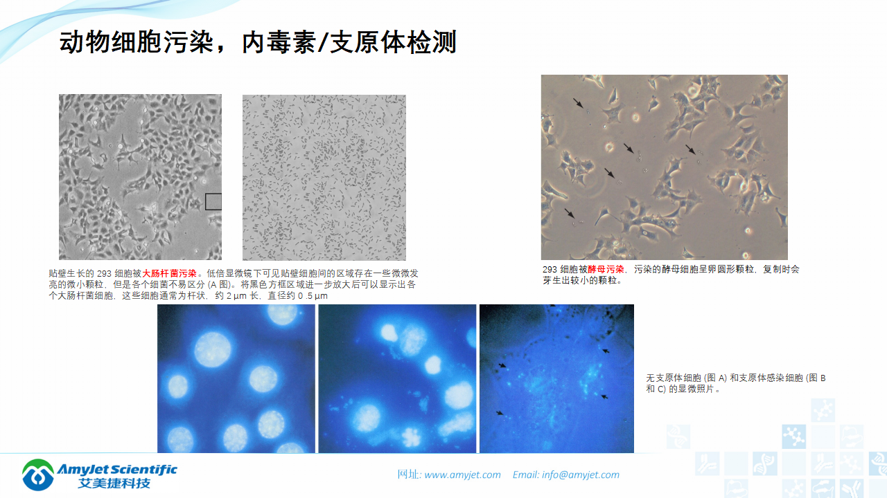 202006-細(xì)胞培養(yǎng)專題介紹_31.png