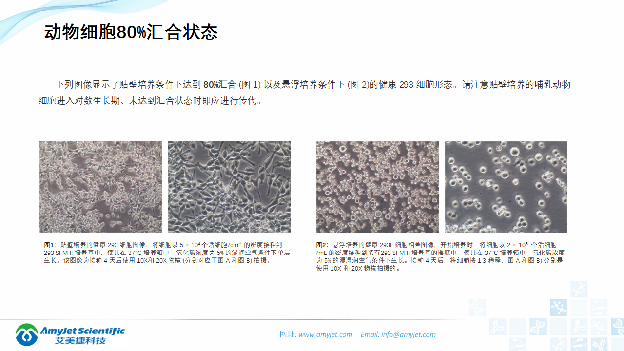 202006-細(xì)胞培養(yǎng)專題介紹_29.png