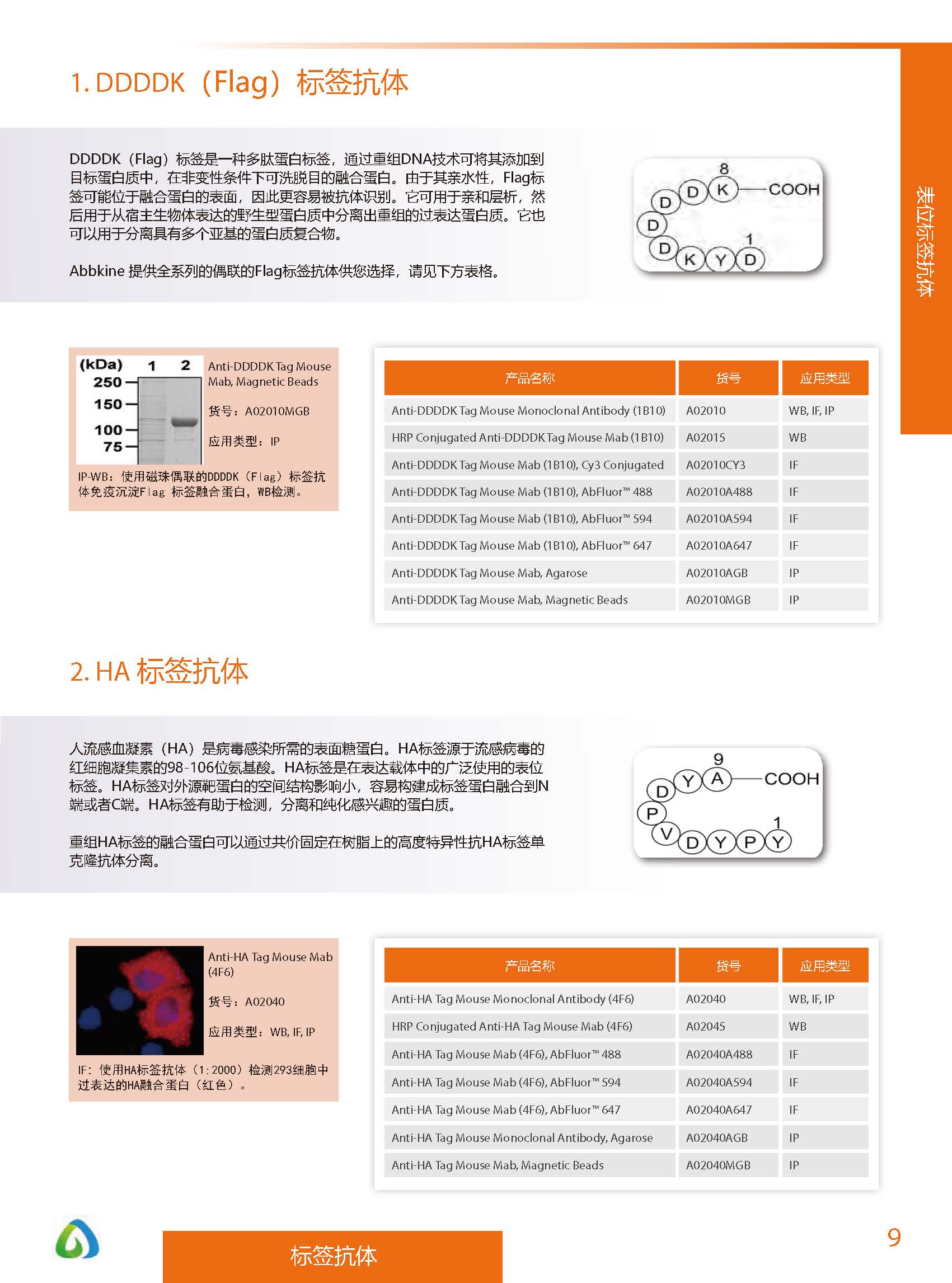 內(nèi)參抗體與標(biāo)簽抗體產(chǎn)品線-產(chǎn)品手冊(cè)