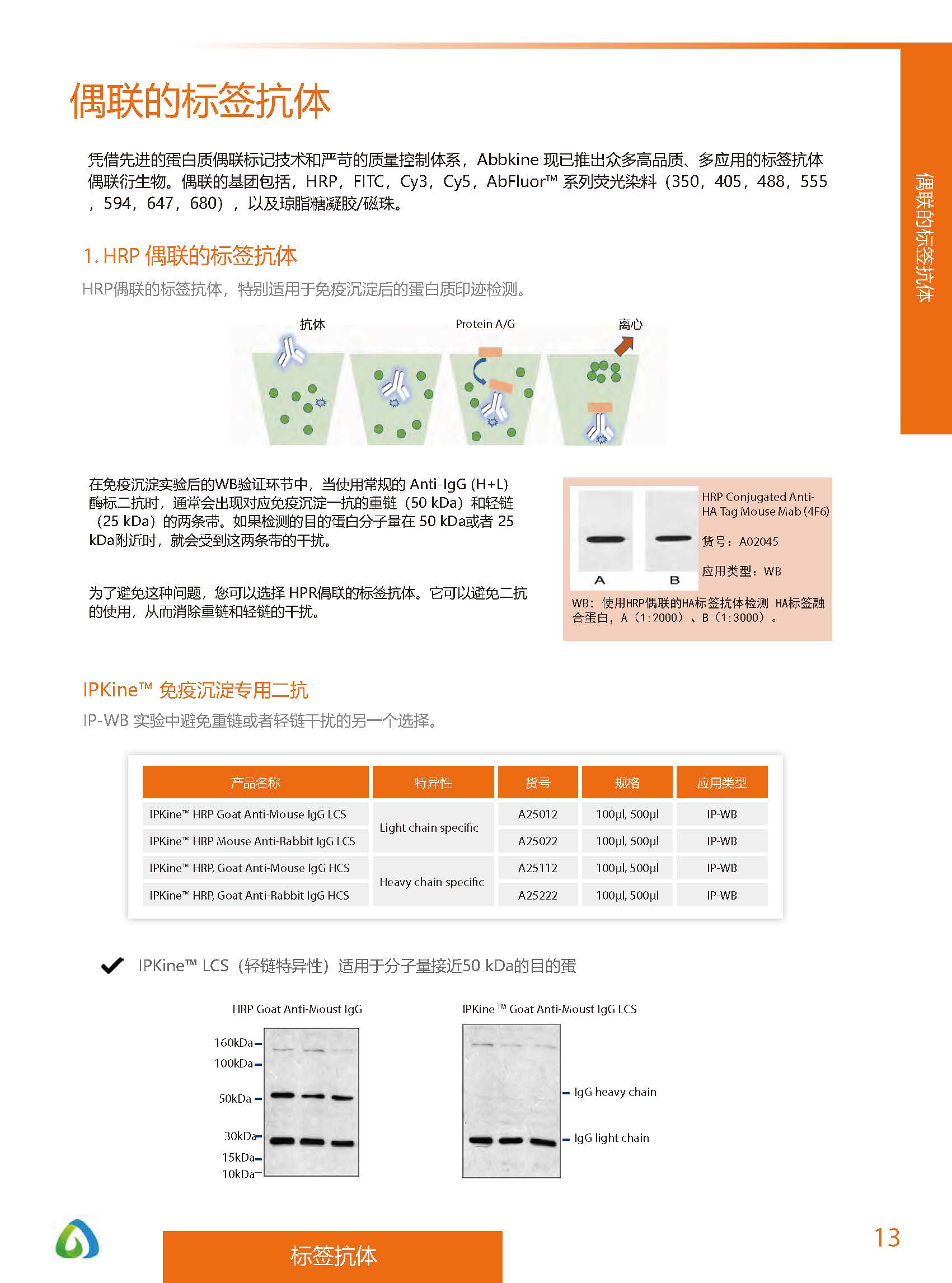 內(nèi)參抗體與標(biāo)簽抗體產(chǎn)品線-產(chǎn)品手冊(cè)