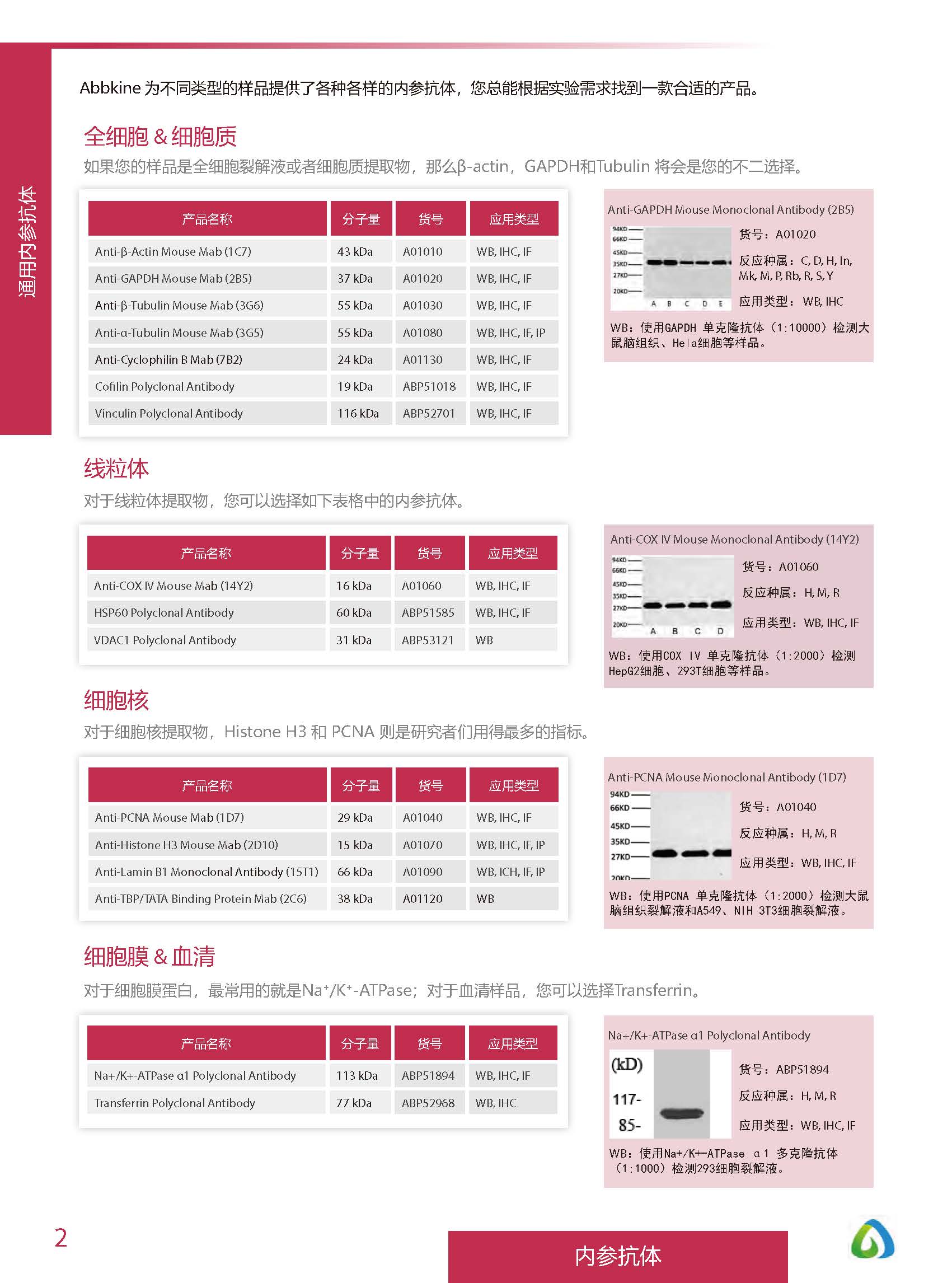 內(nèi)參抗體與標(biāo)簽抗體產(chǎn)品線-產(chǎn)品手冊(cè)