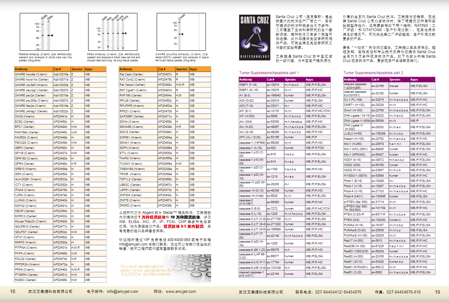 現(xiàn)貨一抗與特色抗體手冊