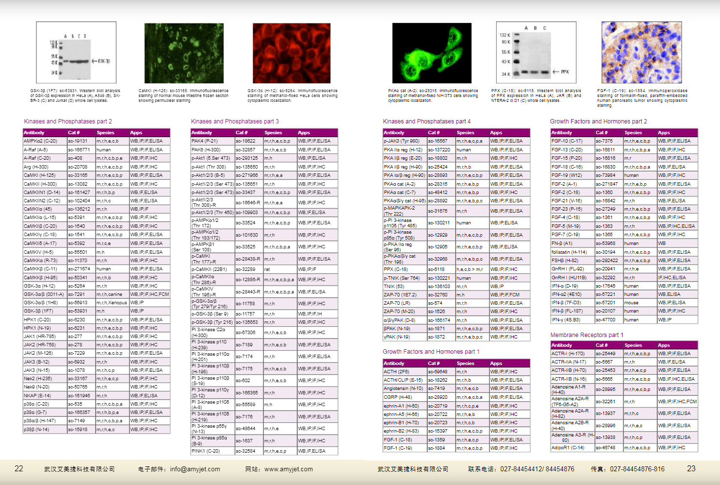 現(xiàn)貨一抗與特色抗體手冊