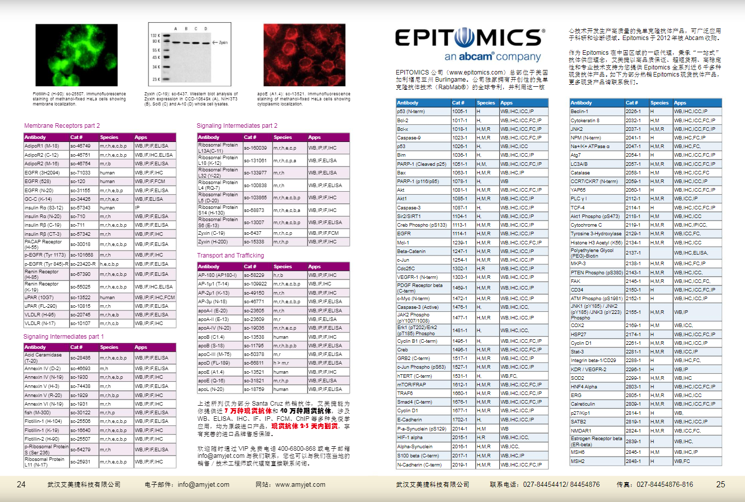 現(xiàn)貨一抗與特色抗體手冊