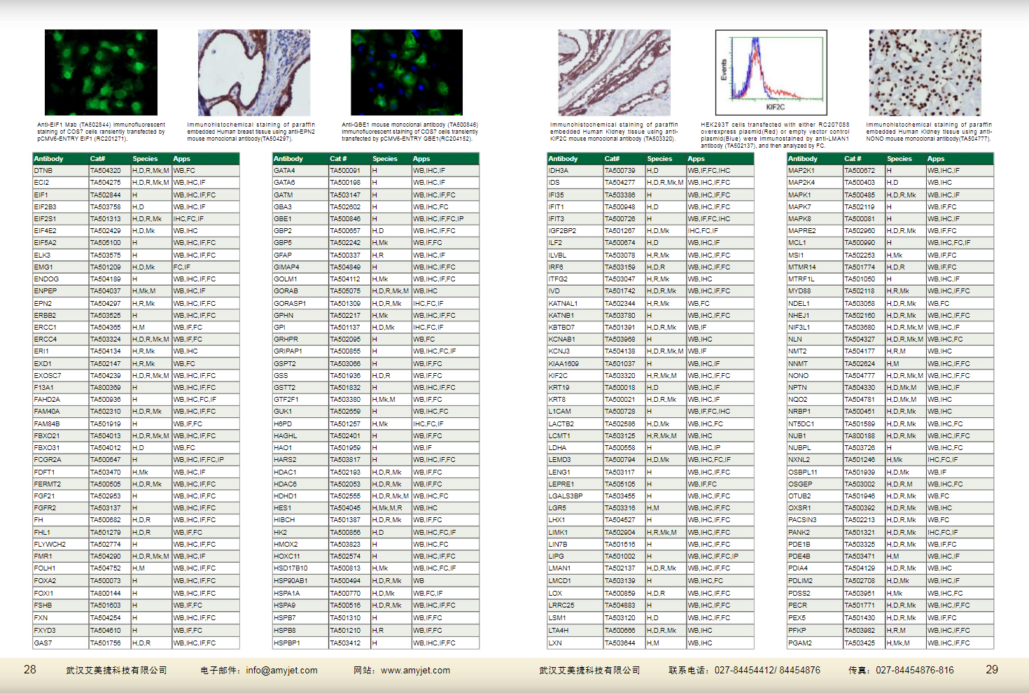 現(xiàn)貨一抗與特色抗體手冊