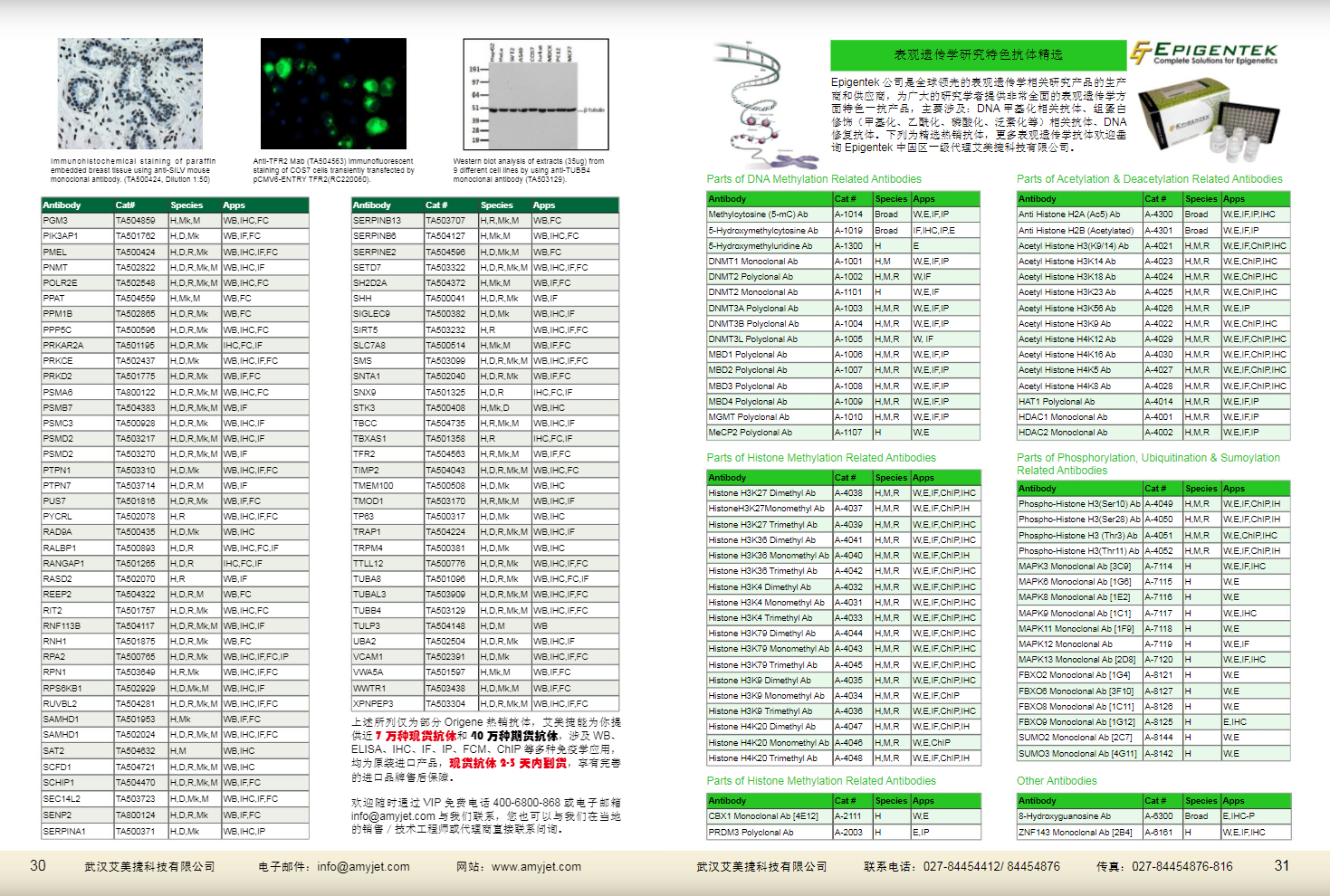 現(xiàn)貨一抗與特色抗體手冊