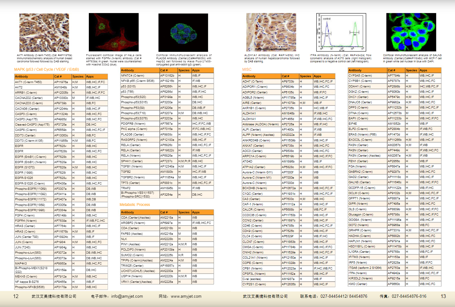 現(xiàn)貨一抗與特色抗體手冊